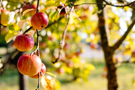 Apples on a tree 3