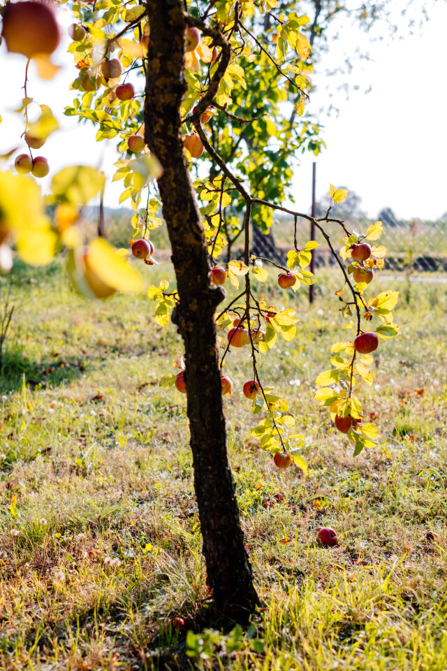 Apple tree 2
