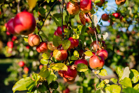 Apples on a tree 2