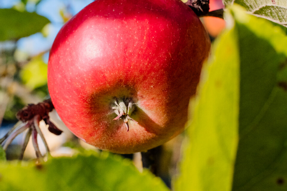 Red apple on a tree closeup
