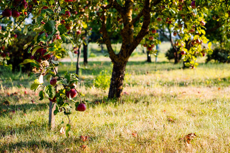 Apple orchard 2