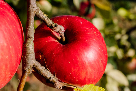 Red apples on a tree closeup