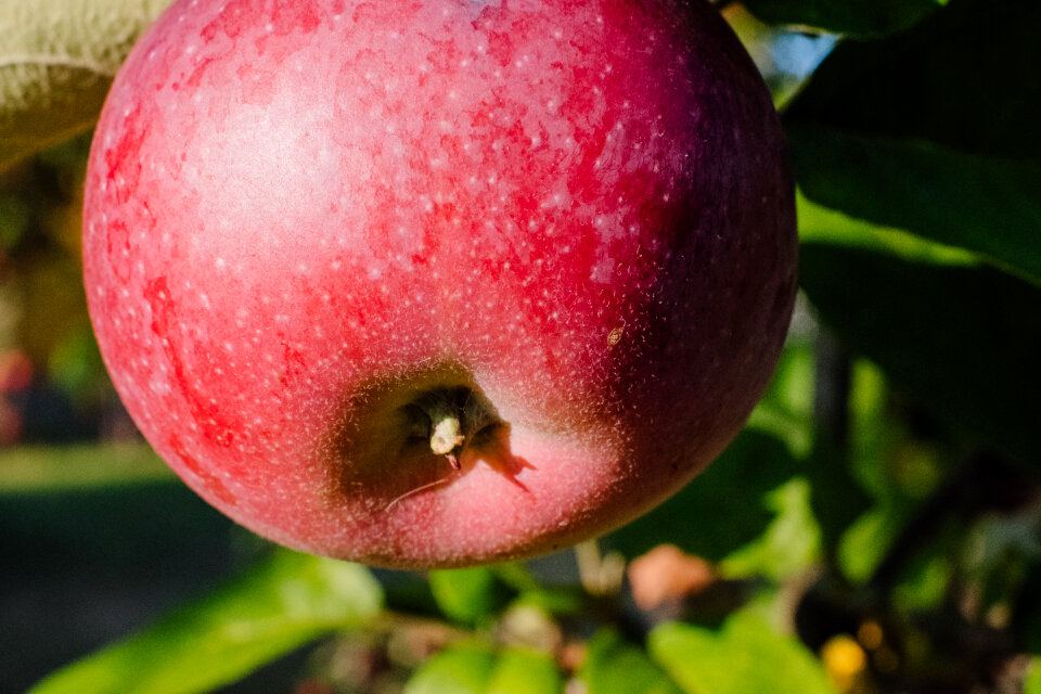 Red apple on a tree closeup 2
