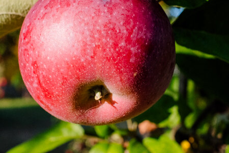 Red apple on a tree closeup 2