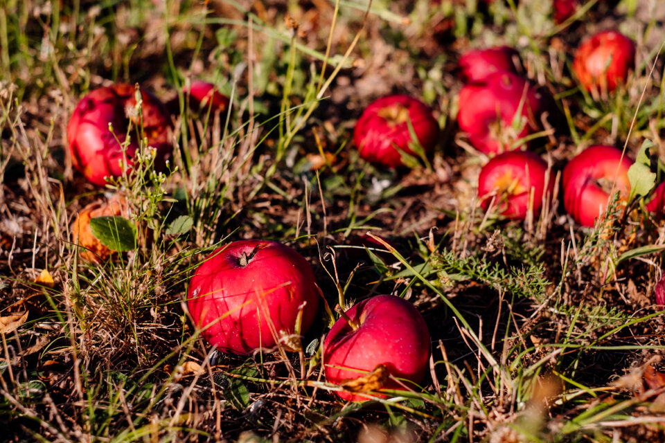 Red apples on the ground 2