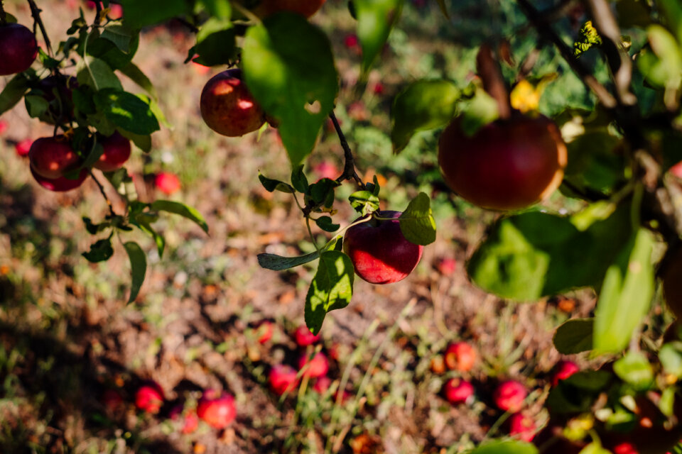 Red apples on a tree and on the ground