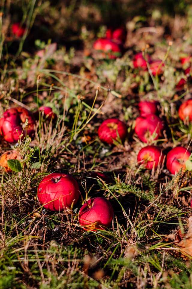 Red apples on the ground