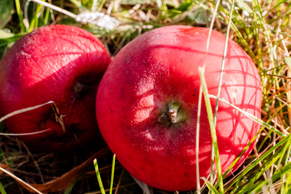 Red apples on the ground closeup
