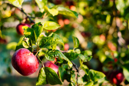 Red apples on a tree