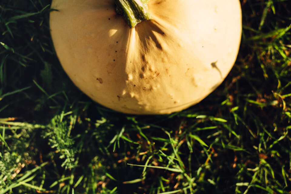 Pale yellow pumpkin on the grass 2