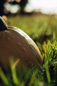 Pale yellow pumpkin on the grass 7