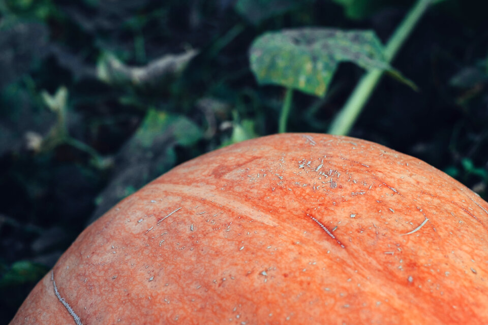 Orange pumpkin in the garden closeup faded
