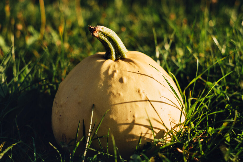 Pale yellow pumpkin on the grass 3