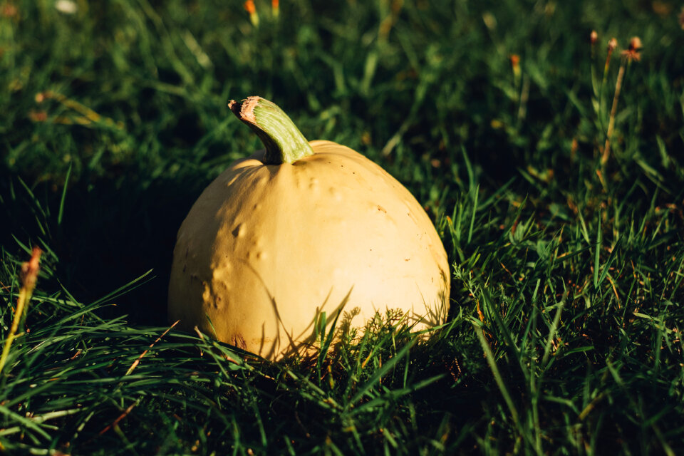 Pale yellow pumpkin on the grass 4