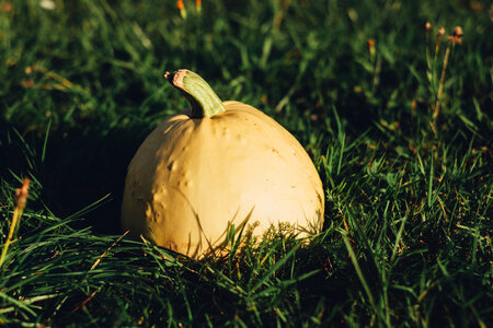Pale yellow pumpkin on the grass 4