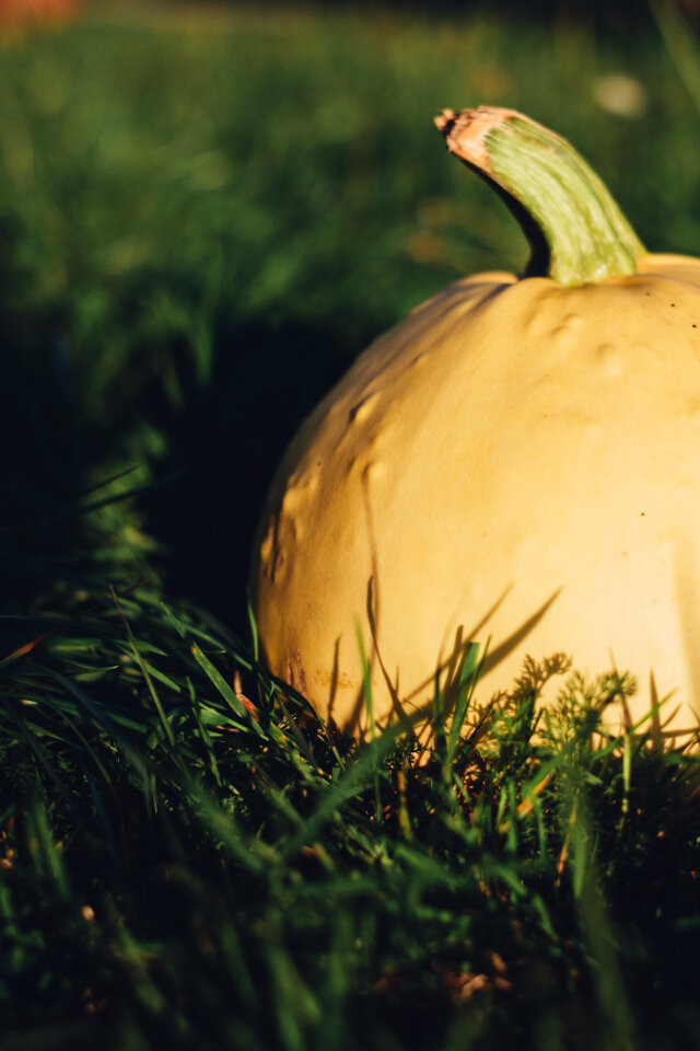 Pale yellow pumpkin on the grass 5