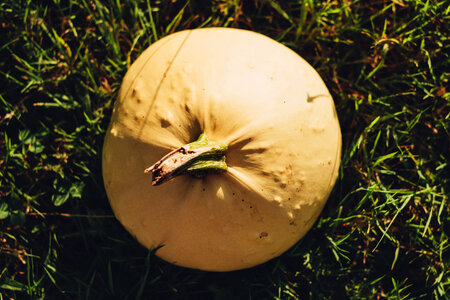 Pale yellow pumpkin on the grass photo