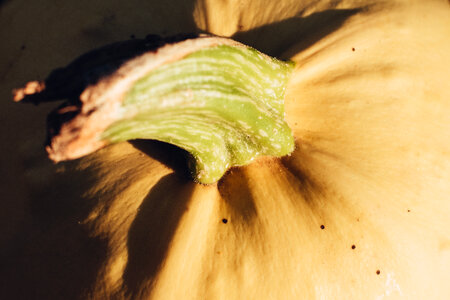 Pale yellow pumpkin closeup 2 photo