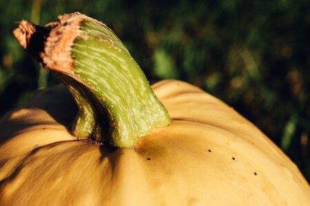 Pale yellow pumpkin closeup 3 photo