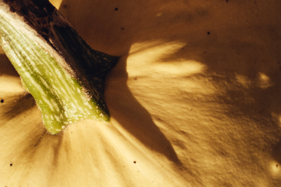Pale yellow pumpkin closeup