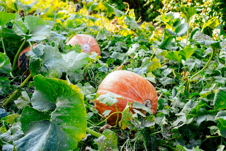 Big orange pumpkins in the garden 3
