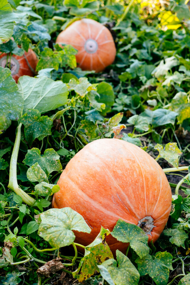 Big orange pumpkins in the garden 4