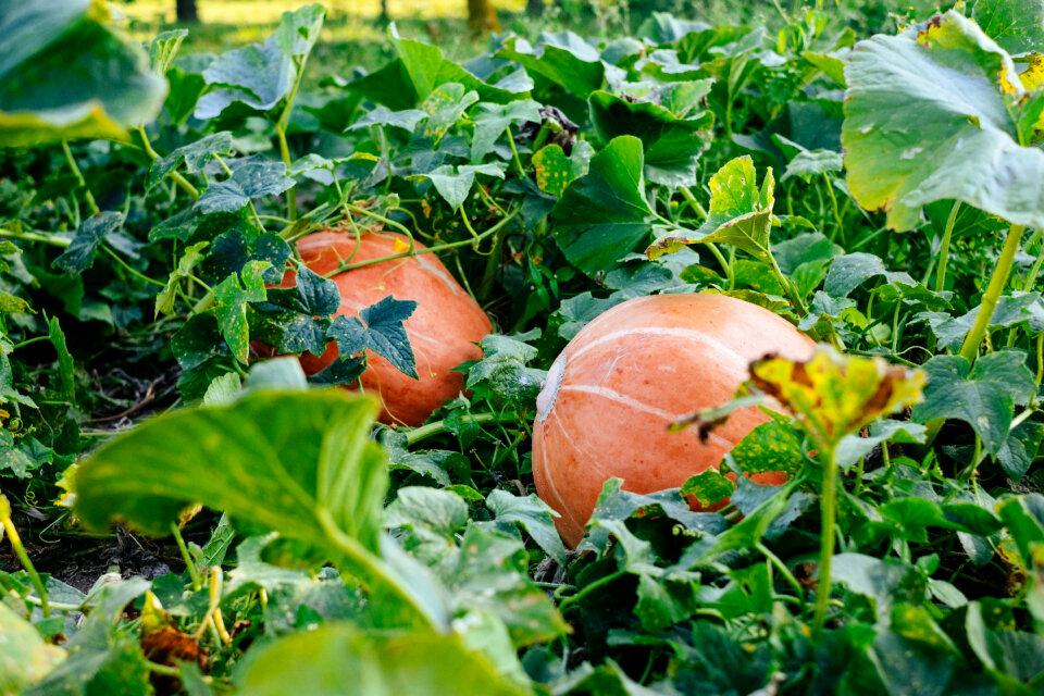 Big orange pumpkins in the garden 2