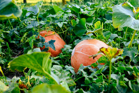 Big orange pumpkins in the garden 2 photo