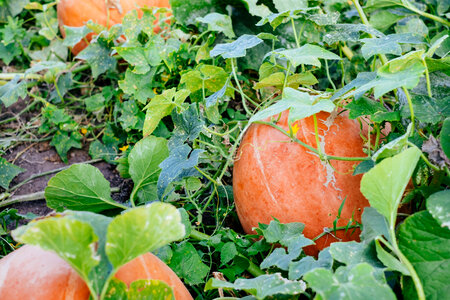 Big orange pumpkins in the garden photo