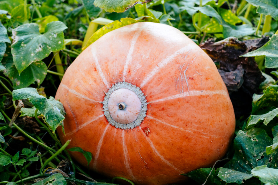 Big orange pumpkin in the garden