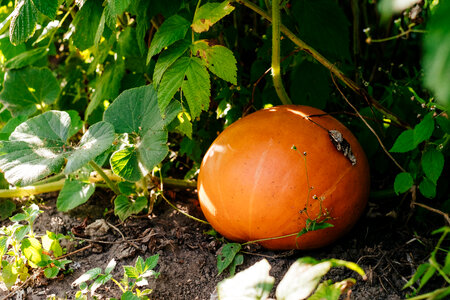 Orange pumpkin in the garden photo
