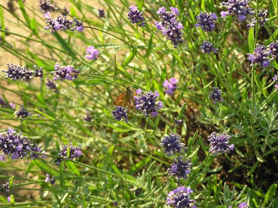 Flowers spice food