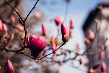 Magnolia tree blossom closeup photo