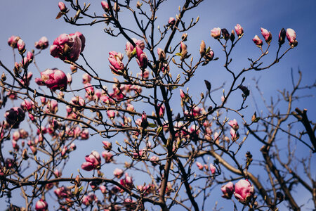 Magnolia tree blossom photo