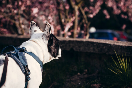 French Bulldog in a harness