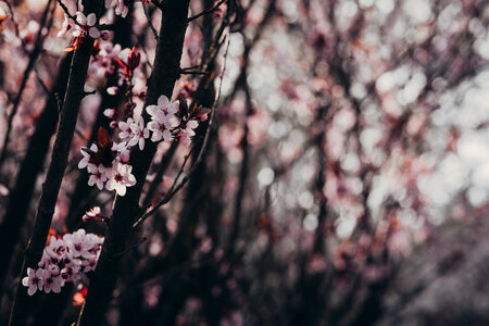 Cherry tree blossom 3 photo