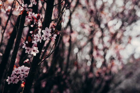 Cherry tree blossom 3