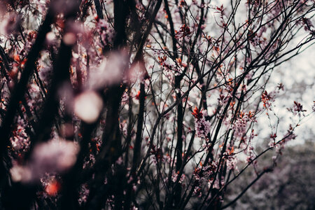 Cherry tree blossom 4 photo