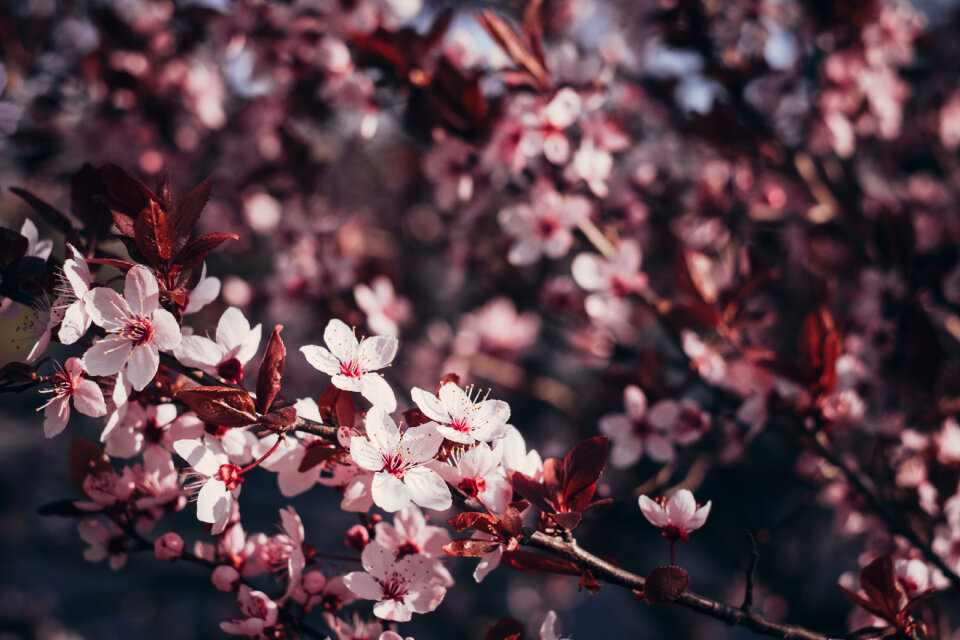 Cherry tree blossom 2