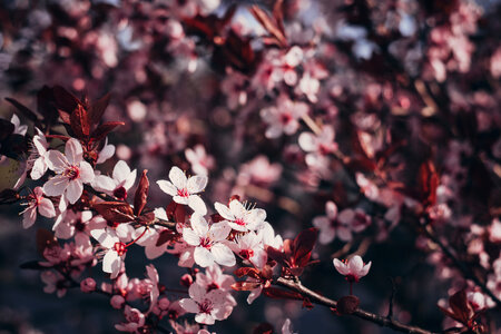 Cherry tree blossom 2 photo