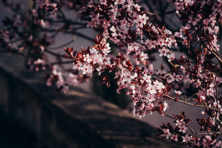 Cherry tree blossom photo