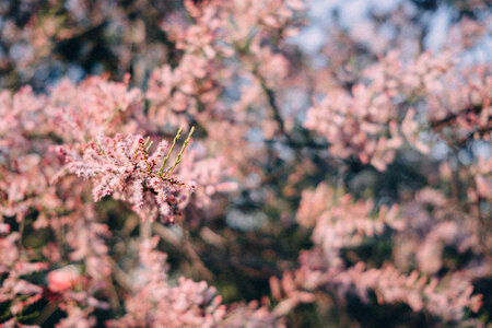 Redbud tree blossom 5 photo