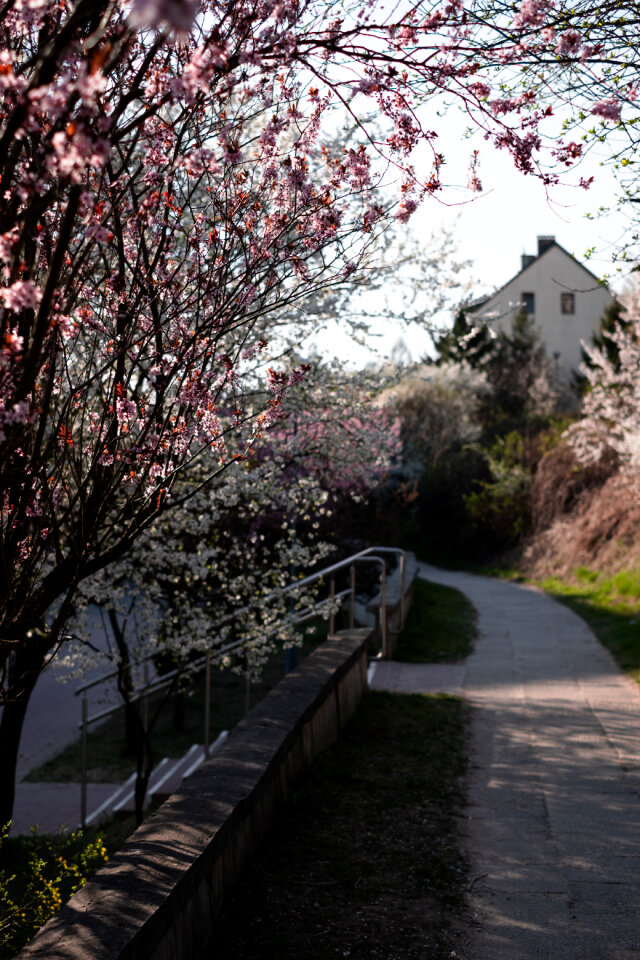 Cherry tree blossom 5