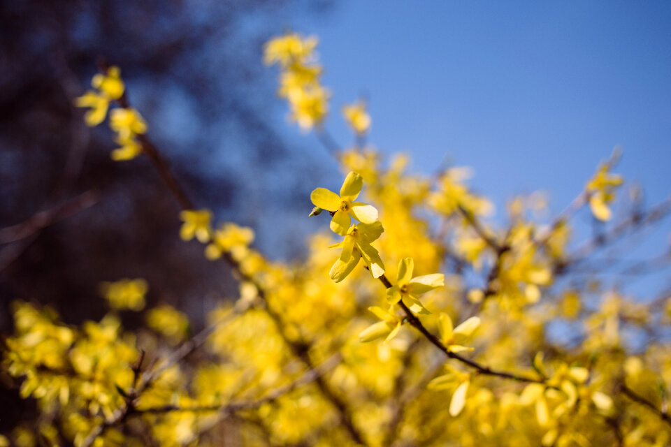 Yellow flowers 4