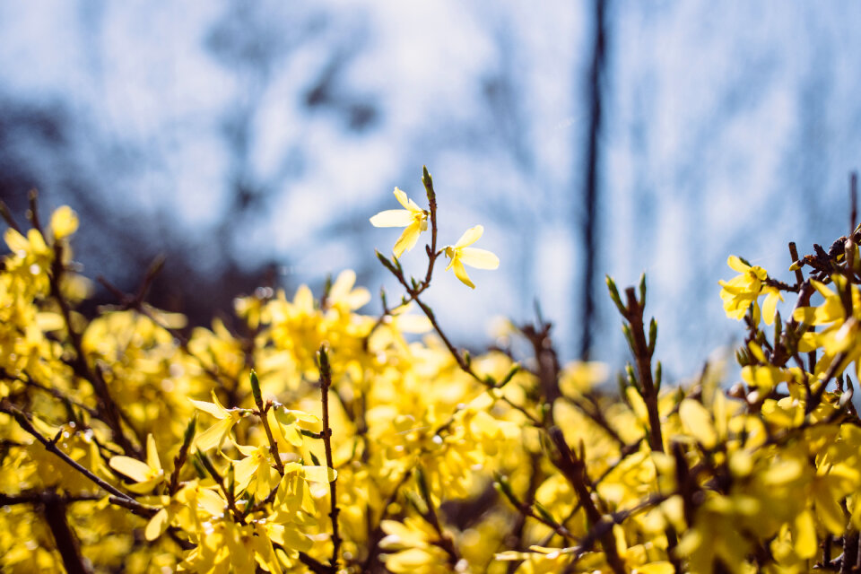 Yellow flowers 3