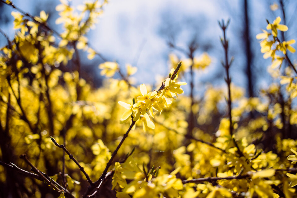 Yellow flowers 5
