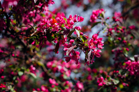 Pink tree blossom 4 photo