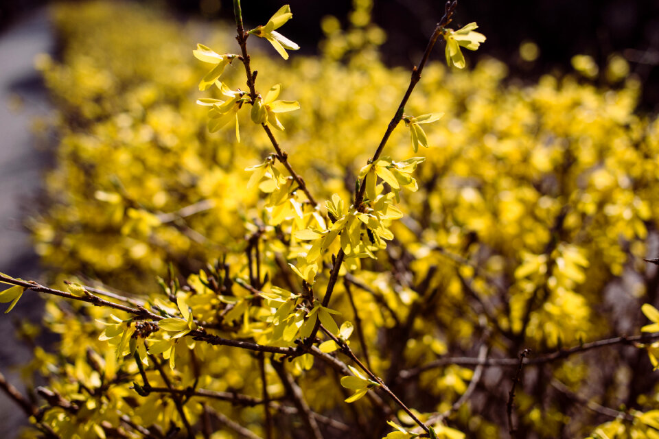Yellow flowers 2