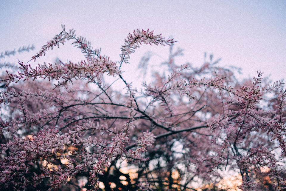 Redbud tree blossom 3