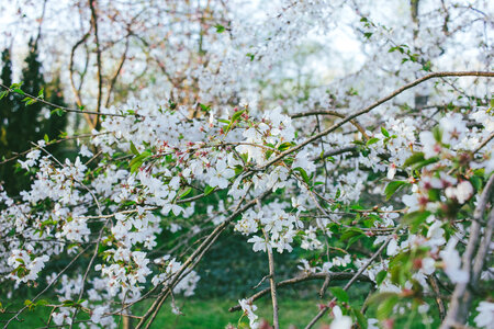 White tree blossom 5 photo